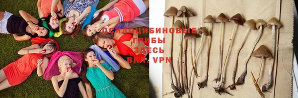 шишки Кодинск