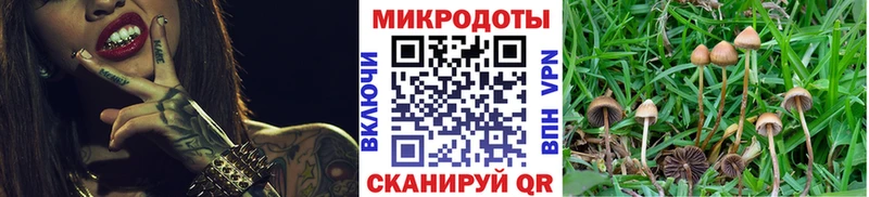 где купить наркотик  Губаха  darknet наркотические препараты  Галлюциногенные грибы Psilocybe 